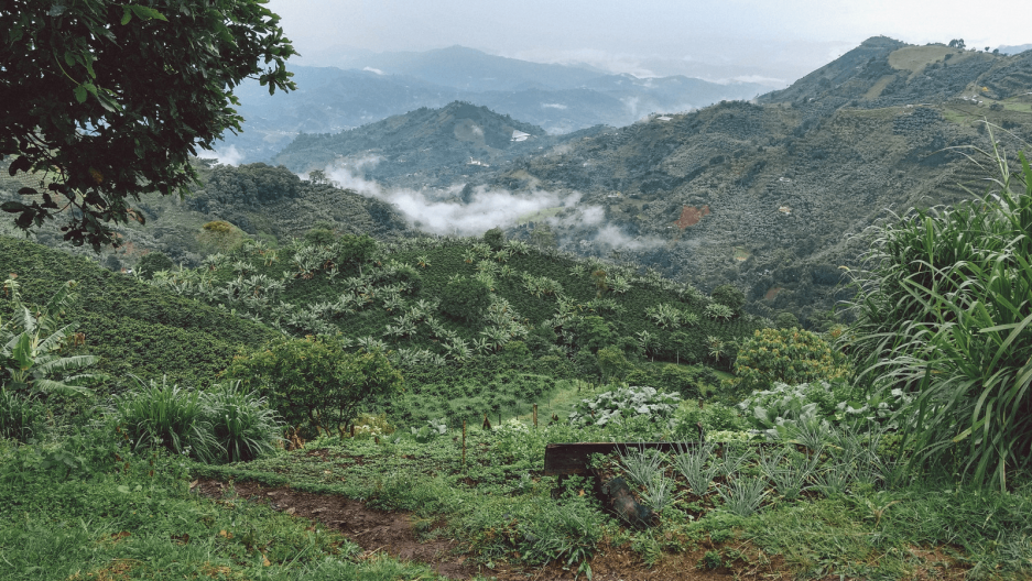 tipsandreview.com - Coffee production dropped 33%