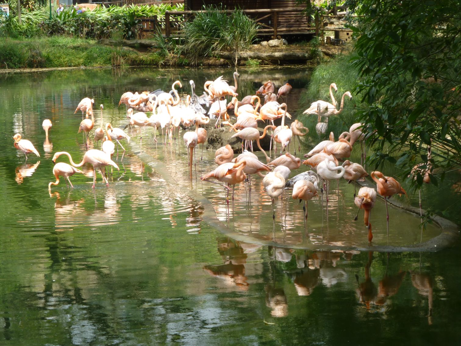 Zoologico de Cali